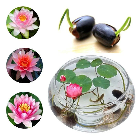 Japanese Premium Lotus Flower Seeds